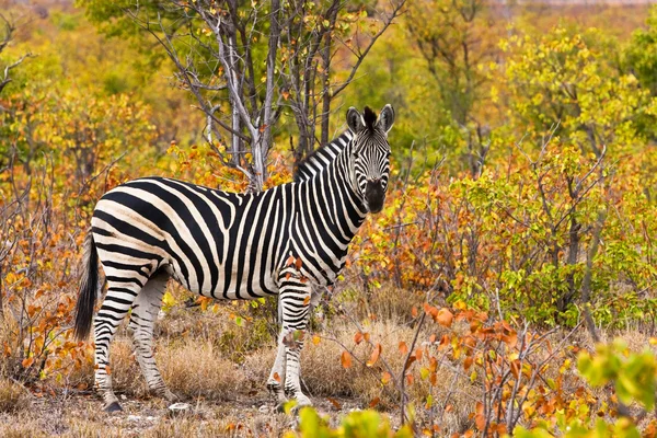 Cebra en el Parque Nacional Kruger, Sudáfrica — Foto de Stock