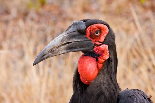 Southern Ground Hornbill (Bucorvus Leadbeateri) i Kruger nasjonalpark, Sør-Afrika – stockfoto