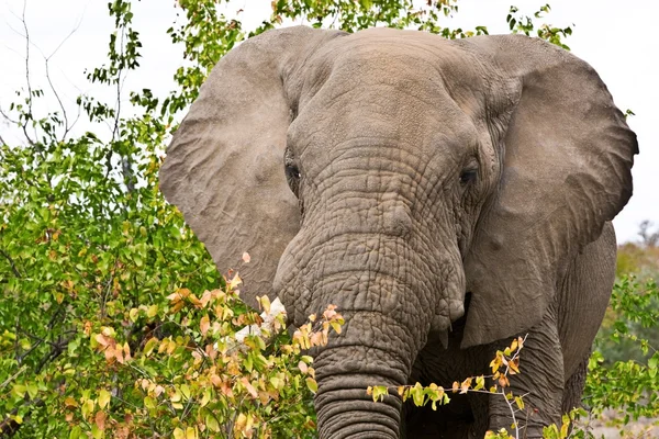 Elefante africano en el Parque Nacional Kruger, Sudáfrica —  Fotos de Stock