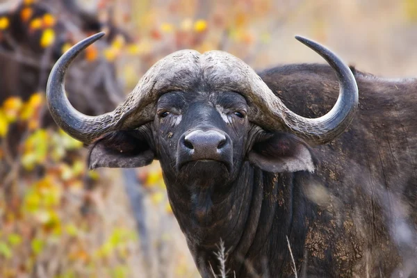 Bufalo mantello africano nel Parco Nazionale di Kruger, Sud Africa — Foto Stock