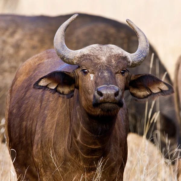Bufalo mantello africano nel Parco Nazionale di Kruger, Sud Africa — Foto Stock