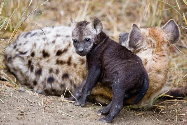 Hiena Cachorro y Madre en el Parque Nacional Kruger, Sudáfrica —  Fotos de Stock