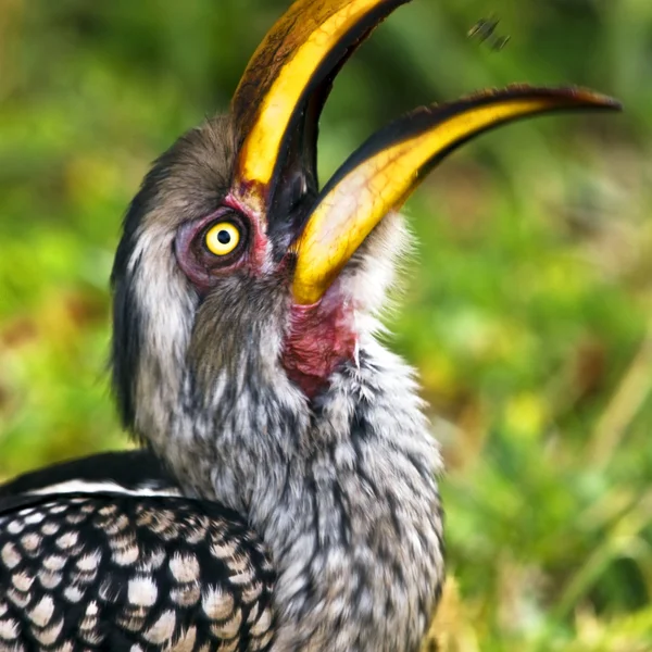 Hornbill de bico amarelo, Kruger National Park, África do Sul — Fotografia de Stock