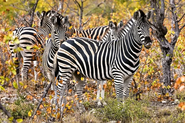 Zebry i GNU w parku narodowym maasai mara, Kenia — Zdjęcie stockowe