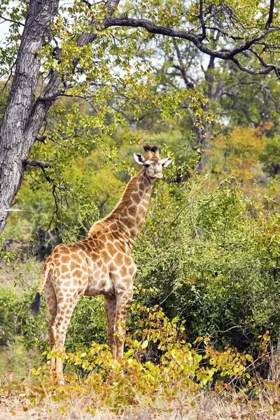 Girafe (Giraffa camelopardalis) dans le parc national Kruger, Afrique du Sud — Photo