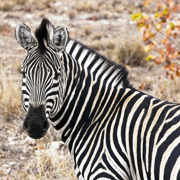 Zebra stepní (equus quagga) na savannah, Masai mara, Keňa — Stock fotografie