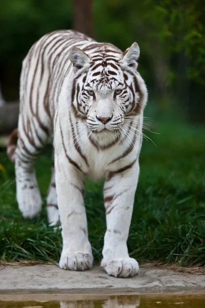 Witte Bengaalse tijger. de witte tijger is een recessief mutant van de Bengaalse tijger, die werd gemeld in het wild van tijd tot tijd in Bengalen, bihar en assam en vooral uit de voormalige provincie rewa. Stockfoto