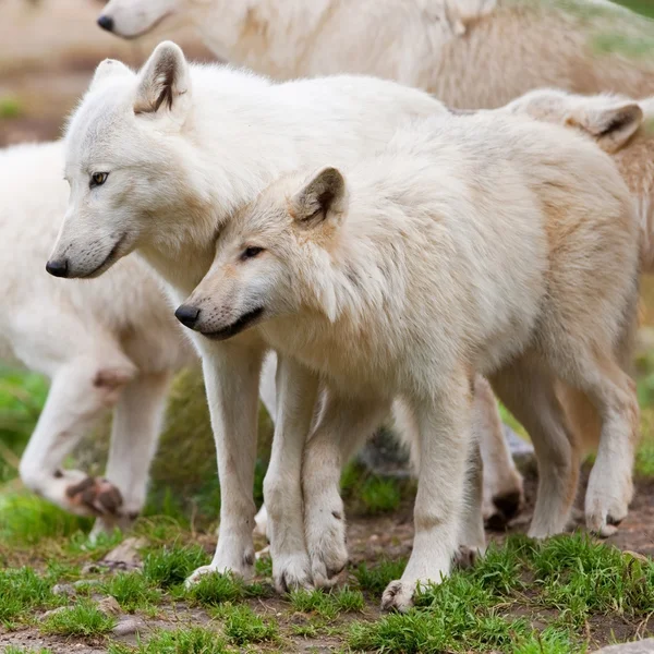 Large adult arctic wolves in the forest Stock Picture