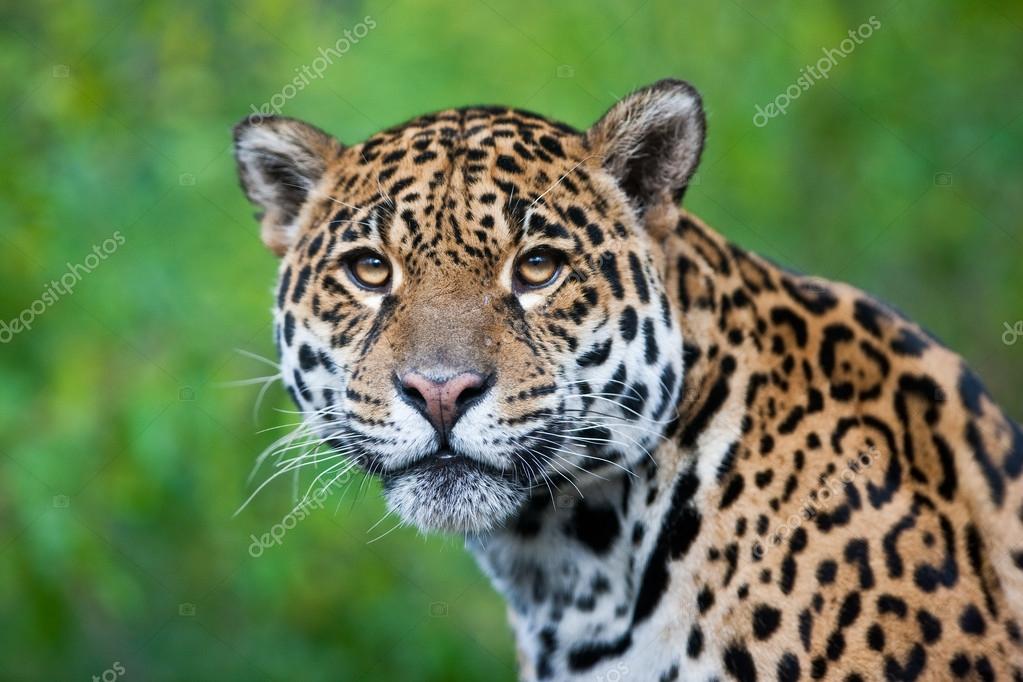 Jaguar - Panthera onca. The jaguar is the third-largest feline after the tiger and the lion, and the largest in the Western Hemisphere. Stock Photo by ©palko72 17633287 Jaguar - Panthera onca. The jaguar is the third-largest feline after the tiger and the lion, and the largest in the Western Hemisphere. Stock Photo by ©palko72 17633287