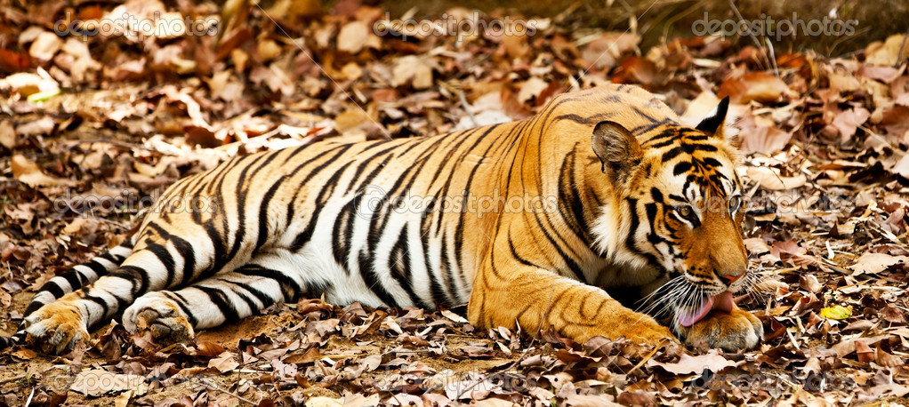 Large male Bengal tiger in Bandhavgarh National Park, India Stock Photo ...