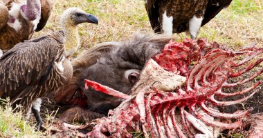 Akbaba wildebeest karkas feed