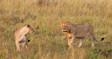 genç erkek Afrikalı aslan ve aslan ın Masai mara Ulusal Parkı, kenya