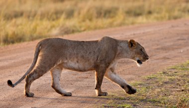 Kenya 'daki Maasai Mara Ulusal Parkı' nda Afrikalı Aslan Kadın.