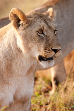 Kenya 'daki Maasai Mara Ulusal Parkı' nda Afrikalı Aslan Kadın.
