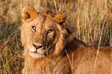 Masai mara, kenya, erkek Afrika aslanı