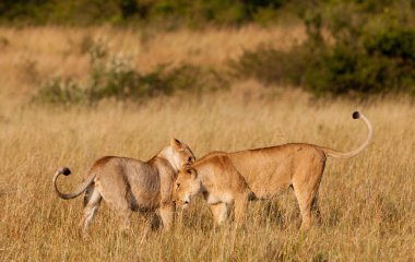 Masai mara Ulusal Parkı, kenya, Afrika lionesses