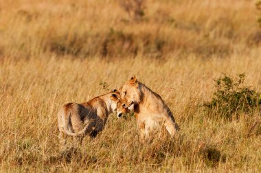 Masai mara Ulusal Parkı, kenya, Afrika lionesses
