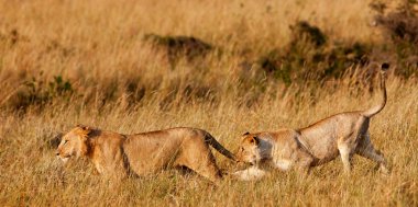 Masai mara Ulusal Parkı, kenya, Afrika lionesses