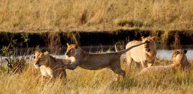 Afrika aslanları Masai mara Ulusal Parkı, kenya