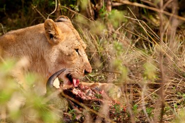 Kenya 'daki Maasai Mara Ulusal Parkı' nda Afrikalı Aslan Kadın.