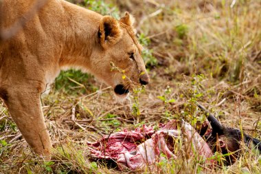 Kenya 'daki Maasai Mara Ulusal Parkı' nda Afrikalı Aslan Kadın.