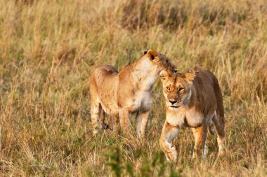 Afrika aslanları Masai mara Ulusal Parkı, kenya