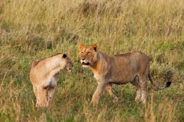 Afrika aslanları Masai mara Ulusal Parkı, kenya