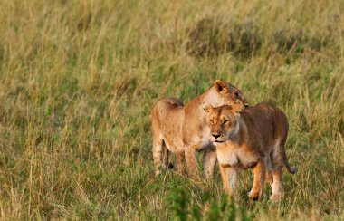 Kenya 'daki Maasai Mara Ulusal Parkı' nda Afrikalı Aslan Kadın.