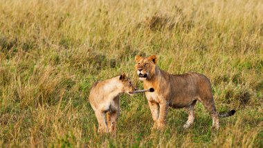 Kenya 'daki Maasai Mara Ulusal Parkı' nda Afrikalı Aslan Kadın.