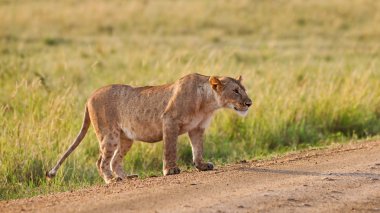 Kenya 'daki Maasai Mara Ulusal Parkı' nda Afrikalı Aslan Kadın.