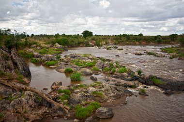 kenya, Afrika Masai mara mara Nehri rezerv