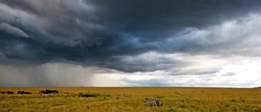 storny gök ve zebralar, Masai mara, kenya, Afrika yatay