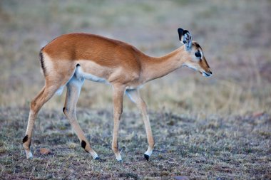 Impala antilop - Kenya, Afrika Masai mara Ulusal Parkı