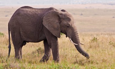 fil masai mara ovalarında beslemeleri