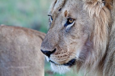 Masai mara Ulusal Parkı, kenya, Afrika aslanı