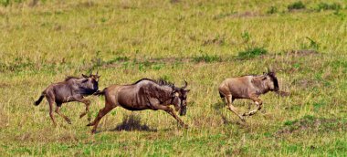 Masai mara wildebeest göç safari