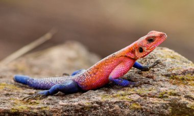 Kızıl saçlı rock agama, Masai mara Ulusal Parkı, kenya