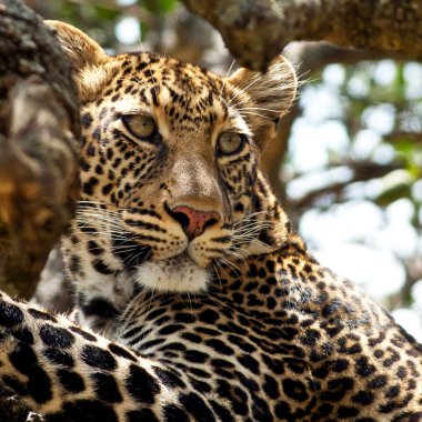 leopar - Kenya, Afrika Masai mara Ulusal Parkı