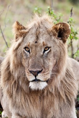 Masai mara Ulusal Parkı, kenya, Afrika aslanı