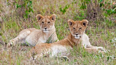 genç erkek Afrikalı aslan ve aslan ın Masai mara Ulusal Parkı, kenya