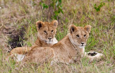 genç erkek Afrikalı aslan ve aslan ın Masai mara Ulusal Parkı, kenya