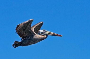 kahverengi pelikan uçan üzerinde Monterey harbour, Kaliforniya, ABD