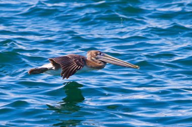 kahverengi pelikan uçan üzerinde Monterey harbour, Kaliforniya, ABD