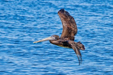 kahverengi pelikan uçan üzerinde Monterey harbour, Kaliforniya, ABD