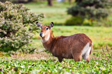 kadın waterbuck, göl naivasha. Afrika. Kenya