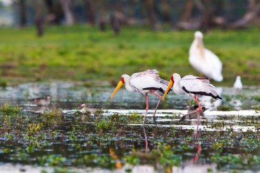 Kenya, Naivasha Gölü 'nde sarı gagalı leylek (Mycteria ibis)
