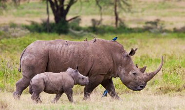 Beyaz gergedan veya kare dudaklı gergedan (ceratotherium simum) bebeği Gölü nakuru Milli Park, kenya ile.