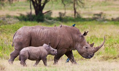 White rhinoceros or square-lipped rhinoceros (Ceratotherium simum) with her baby in Lake Nakuru National Park, Kenya.