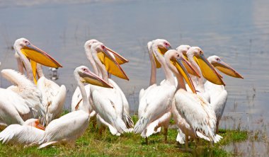 büyük beyaz Pelikan Gölü nakuru Milli Parkı - kenya, Afrika. büyük beyaz Pelikan (pelecanus onocrotalus) olarak da bilinen Doğu beyaz Pelikan, pembe pelikan veya beyaz Pelikan olduğunu.