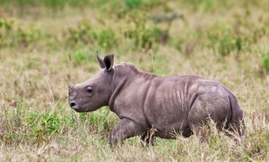 White rhinoceros or square-lipped rhinoceros (Ceratotherium simum) baby in Lake Nakuru National Park, Kenya. clipart